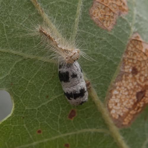 Réf. 214 251 : Campopleginae inconnu